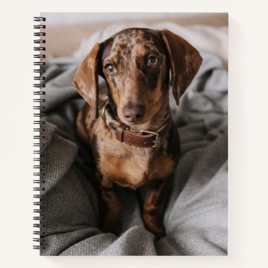 Carnet Animaux de bébés cutest | Dachshund Dachshund Dach (Devant)