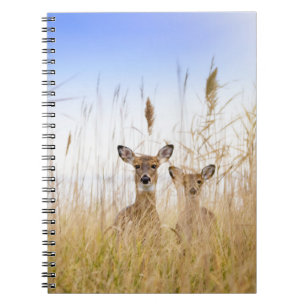 Carnet Animaux de bébés cutest Deux jeunes cerfs à queu
