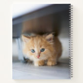 Carnet Animaux de bébés cutest | Fluffy Orange Kitten (Dos)