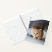 Carnet Animaux de bébés cutest | Fluffy Orange Kitten (Intérieur)