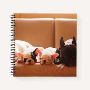 Carnet Animaux de bébés cutest French Bulldog Family