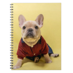 Carnet Animaux de bébés cutest French Bulldog habillé