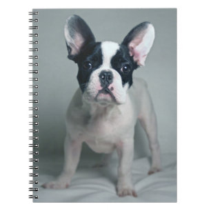 Carnet Animaux de bébés cutest French Bulldog Puppy