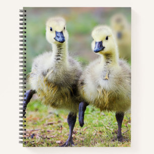 Carnet Animaux de bébés cutest Goélands d'oies canadien