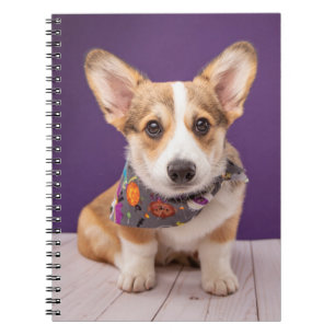 Carnet Animaux de bébés cutest Halloween Corgi