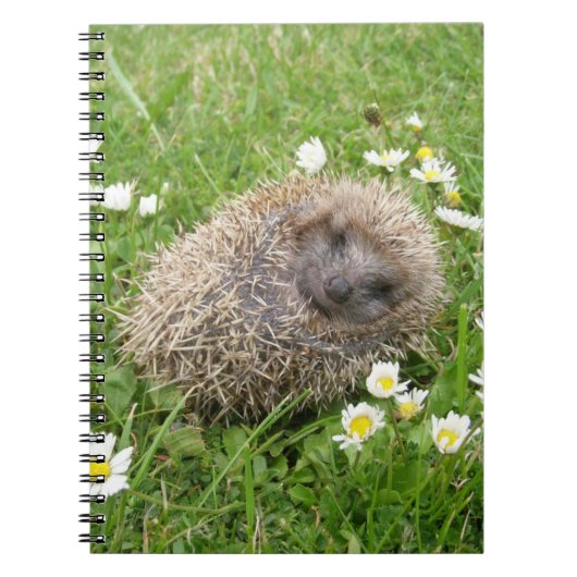 Carnet Animaux de bébés cutest | Hérisson espagnol (Devant)