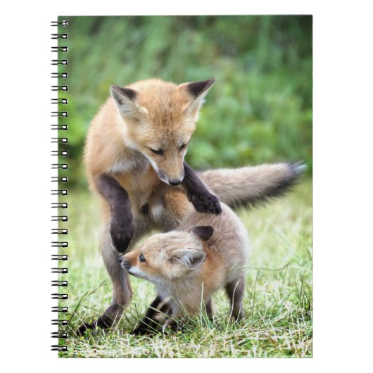 Carnet Animaux de bébés cutest | Kit et maman Fox adorabl (Devant)