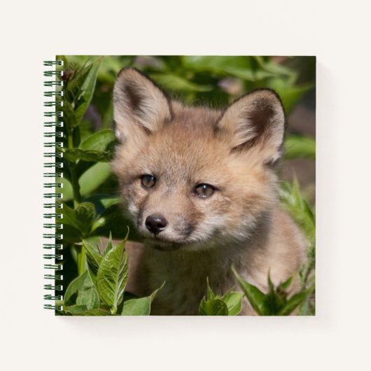 Carnet Animaux de bébés cutest | Kit Fox (Devant)