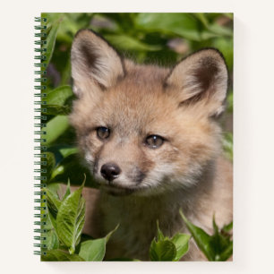 Carnet Animaux de bébés cutest Kit Fox