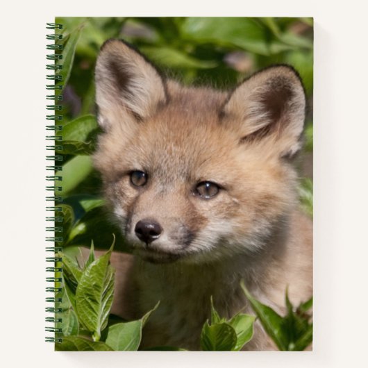 Carnet Animaux de bébés cutest | Kit Fox (Devant)