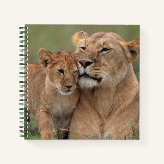 Carnet Animaux de bébés cutest | Lion Cub & Mother (Devant)