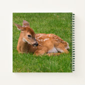 Carnet Animaux de bébés cutest | Little Fawn (Dos)