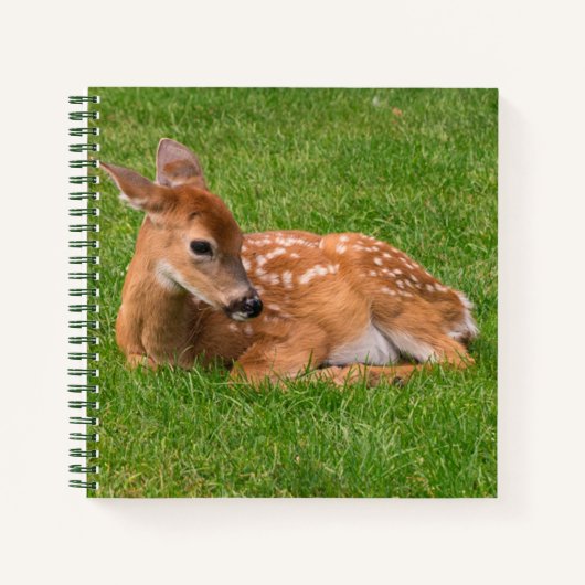 Carnet Animaux de bébés cutest | Little Fawn (Devant)