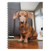 Carnet Animaux de bébés cutest | Mini chiot (Devant)