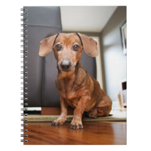 Carnet Animaux de bébés cutest Mini chiot
