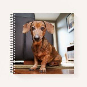 Carnet Animaux de bébés cutest Mini chiot