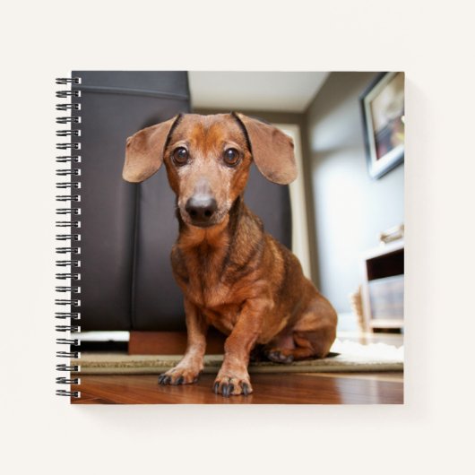 Carnet Animaux de bébés cutest | Mini chiot (Devant)