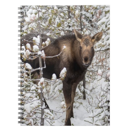 Carnet Animaux de bébés cutest | Moose Calf (Devant)