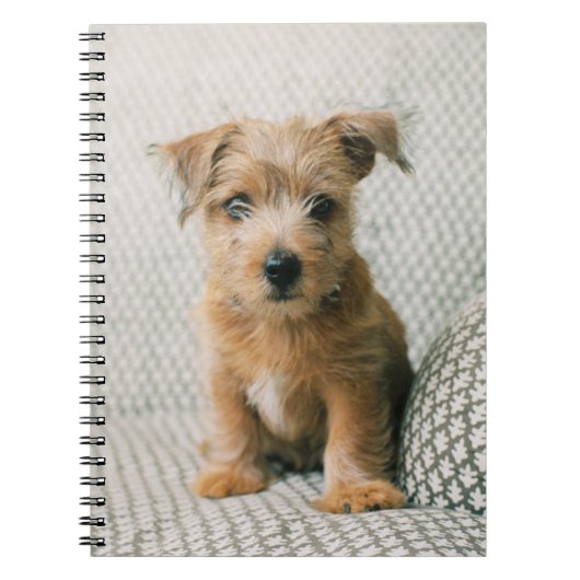 Carnet Animaux de bébés cutest | Norfolk Terrier Puppy (Devant)