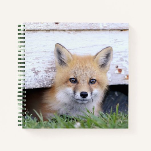 Carnet Animaux de bébés cutest | Red Fox Kit Peeking (Devant)