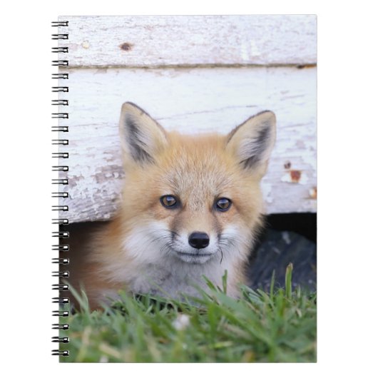 Carnet Animaux de bébés cutest | Red Fox Kit Peeking (Devant)