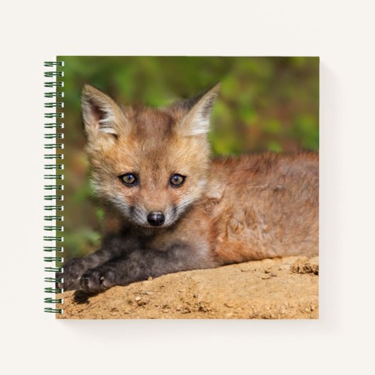 Carnet Animaux de bébés cutest | Red Fox Pup (Devant)