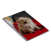 Carnet Animaux de bébés cutest | Siamese Kitten (Côté Droit)