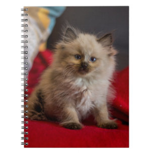 Carnet Animaux de bébés cutest Siamese Kitten