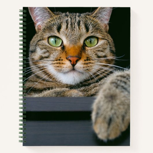 Carnet Animaux de bébés cutest | Tête de chat gris Tabby (Devant)
