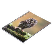 Carnet Animaux de bébés cutest | Un hibou-bébé (Côté gauche)