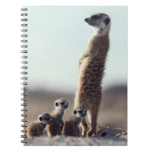 Carnet Animaux de bébés cutest Une famille de Meerkats