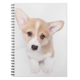 Carnet Animaux de bébés cutest Young Corgi Puppy