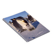 Carnet Antarctique Mère pingouin caresses bébé (Côté Droit)