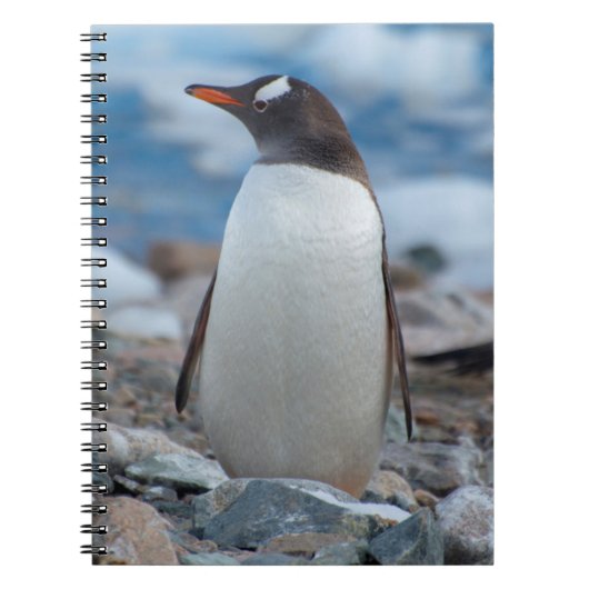 Carnet Antarctique. Neko Harbour. Penguin Gentoo (Devant)