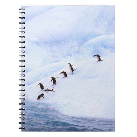 Carnet Antarctique, péninsule Antarctique. Écran (Devant)
