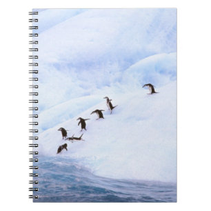 Carnet Antarctique, péninsule Antarctique. Gorfou