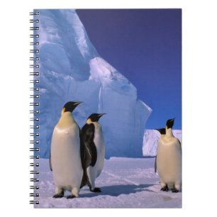 Carnet Antarctique, Territoire antarctique australien, 7