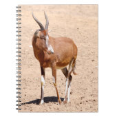 Carnet Antelope blesbok (Devant)