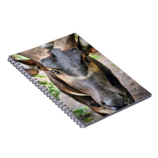 Carnet Antelope de Mountain Bongo (Côté Droit)