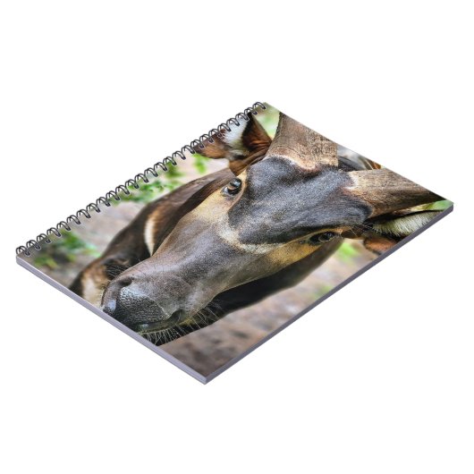 Carnet Antelope de Mountain Bongo (Côté gauche)