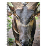 Carnet Antelope de Mountain Bongo (Devant)