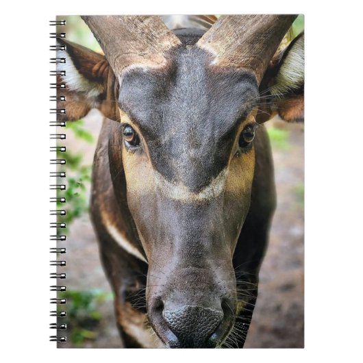 Carnet Antelope de Mountain Bongo (Devant)