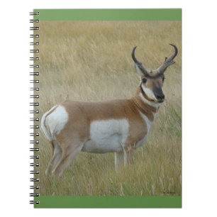 Carnet Antilope d'Amérique A1 Grand Buck
