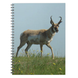 Carnet Antilope Pronghorn A10 marchant à travers des fleu