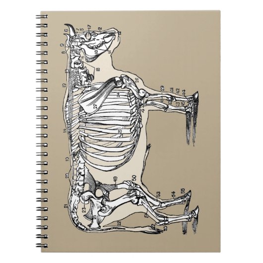 Carnet Antique Cow Skeleton Bones (Devant)