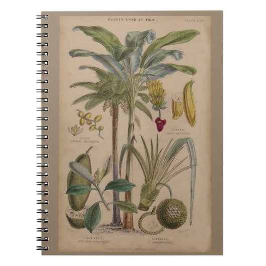 Carnet Antique Tropical Palm Fruit Botanique (Devant)