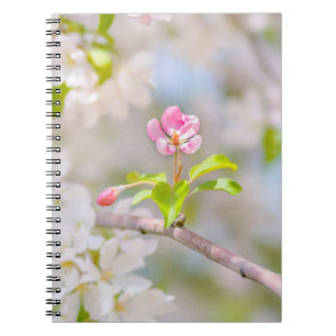 Carnet Apple blossom - Beauty