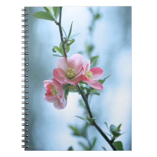 Carnet Apple Blossom #P0365 (Devant)