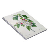 Carnet Apple fleurissent, du 'DES de Les Choix plus des (Côté Droit)