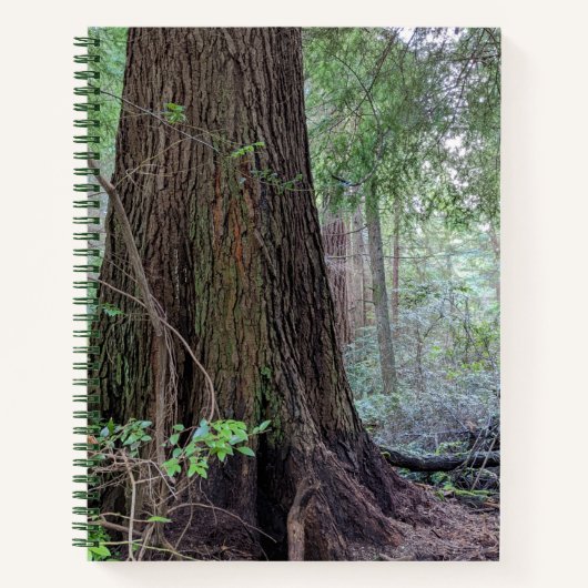 Carnet Arbre à conifères géant (Devant)
